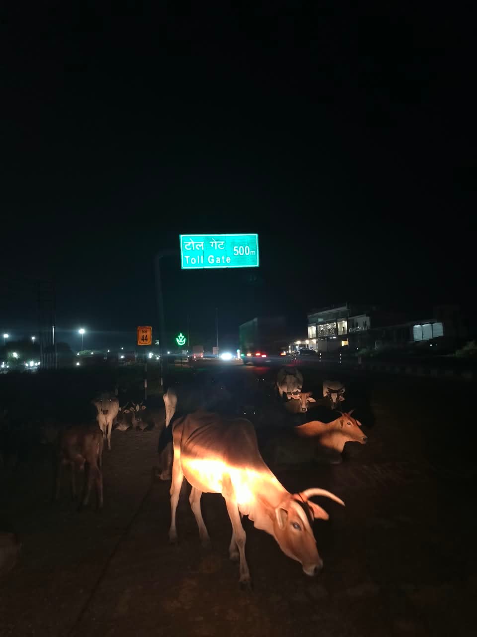Jhansi News: एनएच-44 पर गोशाला के सामने गोवंश का जमावड़ा, बड़े हादसे का खतरा