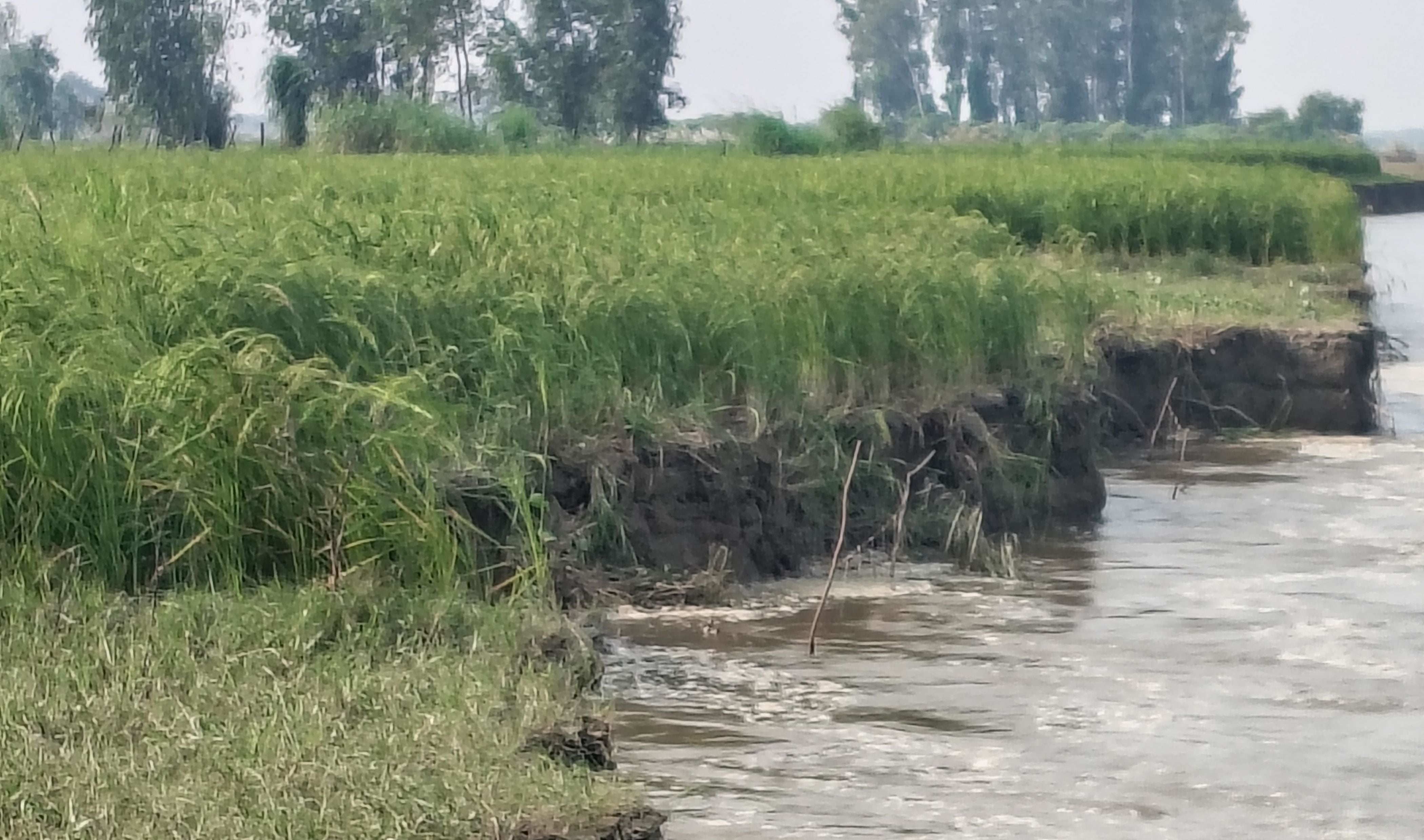 Recedad Fatehpur News:गंगा-पांडु का जलस्तर घटा, कटान से नदी में जा रही किसानों ...