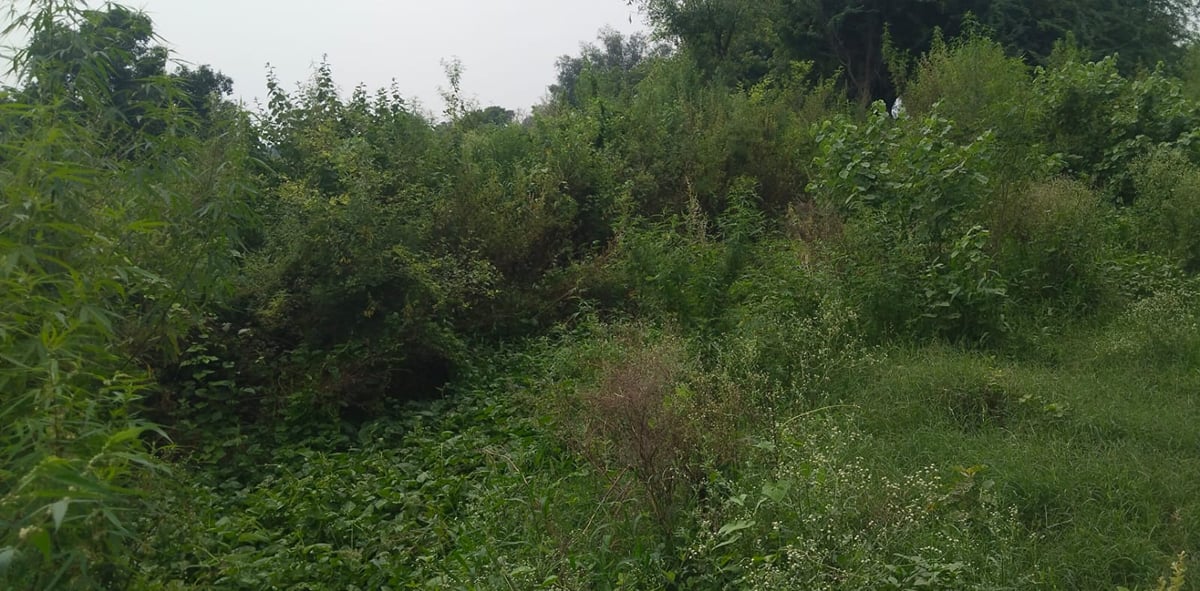 Agra News: सिल्ट से अटी नहरें बढ़ा रहीं किसानों का पारा, खेतों तक पानी पहुंचने पर संकट