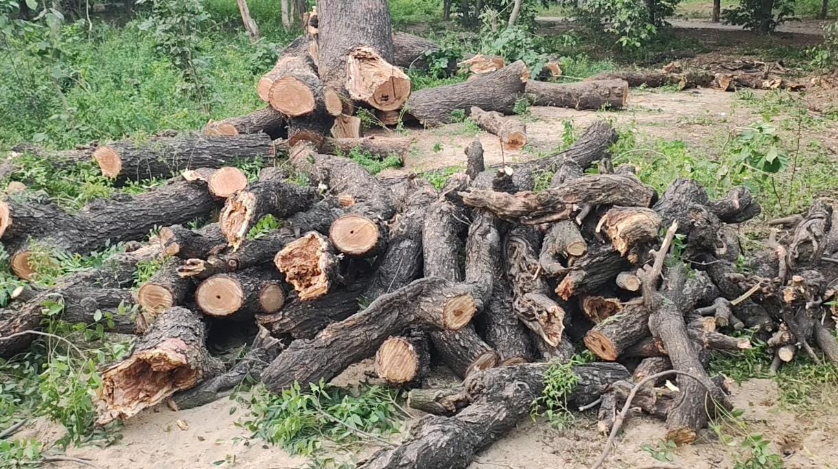 जलेसर क्षेत्र में अवैध रूप कटे पड़े पेड़। संवाद