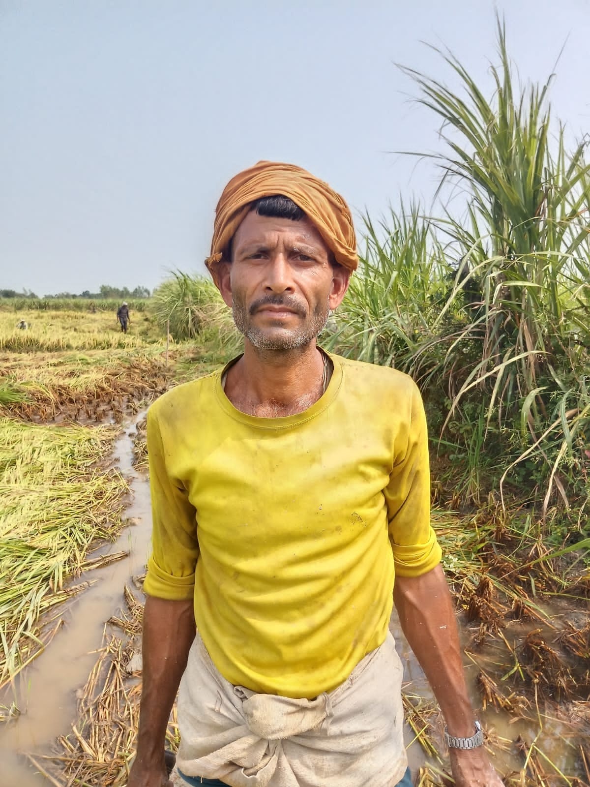 खेत में भरे पानी से फसल को बचाने के लिए फसल काटकर नाली बनाते किसान। 