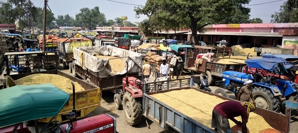 Hathras News: धान की बंपर आवक से मंडी फुल, सड़कों पर वाहनों की कतार