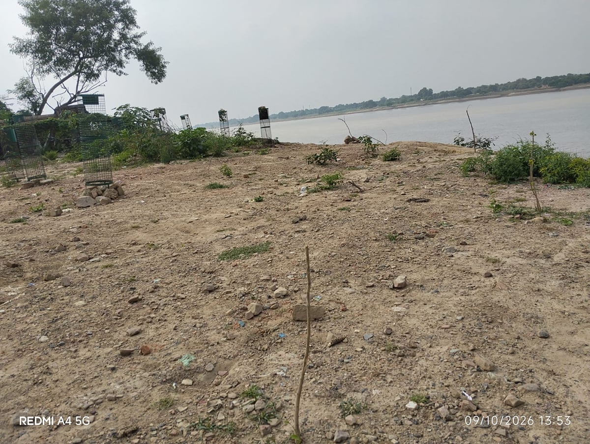 Mirzapur News: गंगा किनारे लगाए गए 300 में से 200 से ज्यादा पाैधे गायब