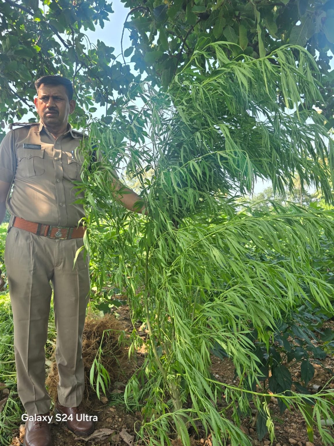 एमपी: आलीराजपुर में गांजे की खेती पर पुलिस का छापा, दो खेतों से 2070 पौधे जब्त; कीमत एक करोड़