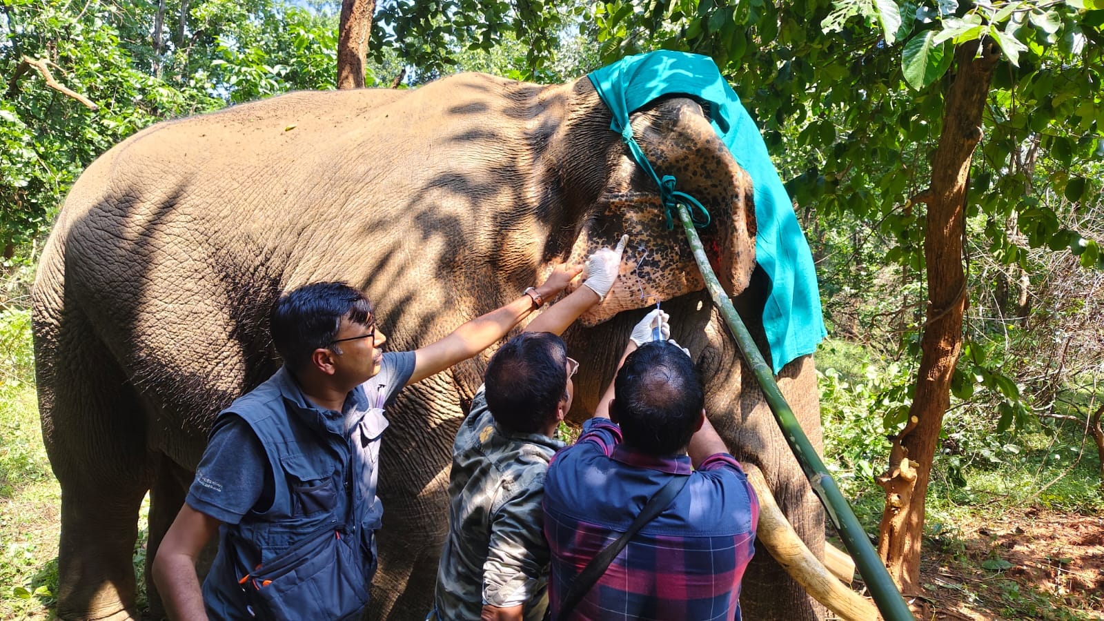 हाथी का उपचार