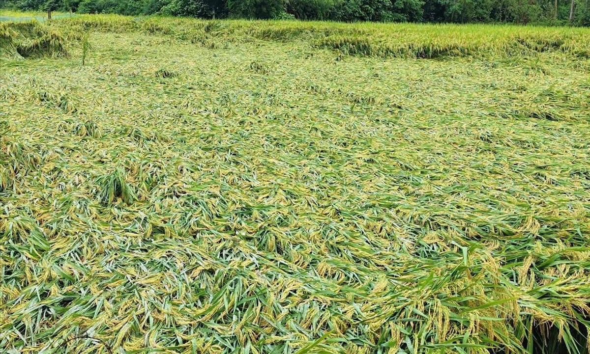 Etawah News: बारिश से फसलों को चोट, मुआवजे की उम्मीद पर प्रतिशत का पहरा