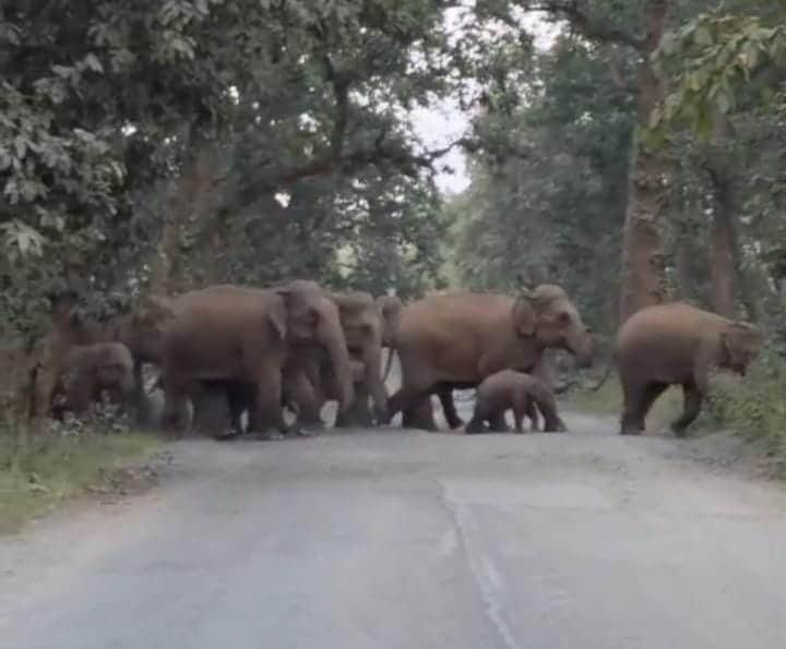 52 elephants trigger panic in Pasan, Katghora; school hostel vacated, farmers' crops destroyed,