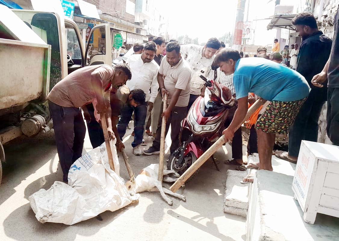 Shahjahanpur News: खुटार में कुत्ते का आतंक, 56 लोगों को काटा