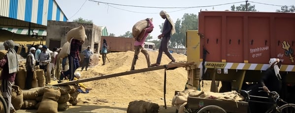 Hathras News: मंडी में धान का अंबार, निकासी के लिए दिनभर जूझे व्यापारी