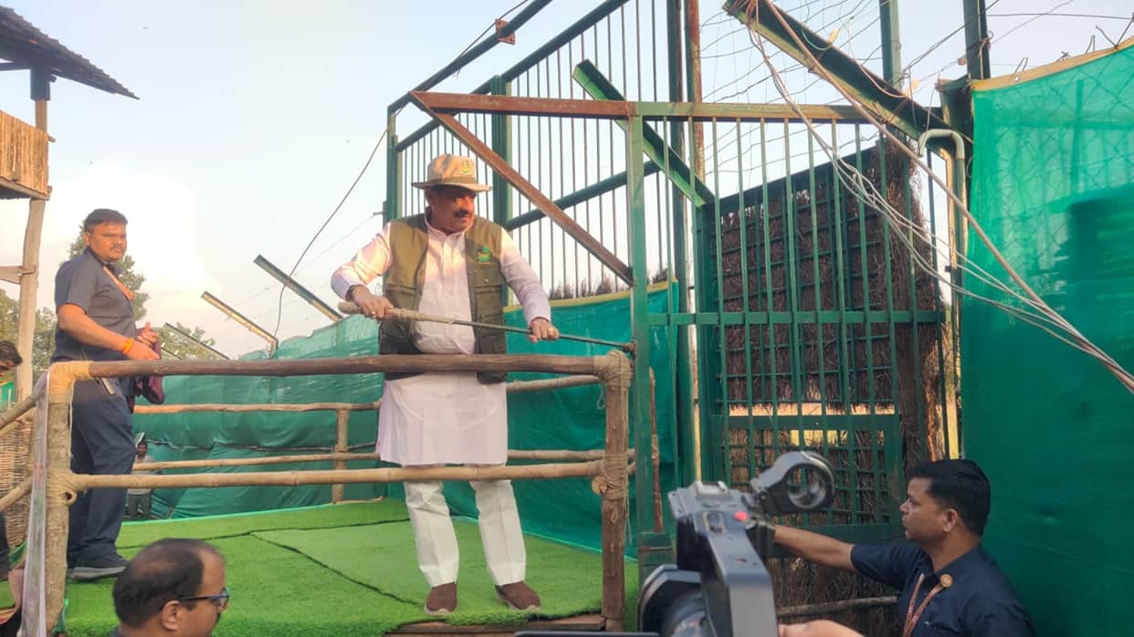 Wild buffaloes return to Supkhar in Kanha Tiger Reserve after 100 years