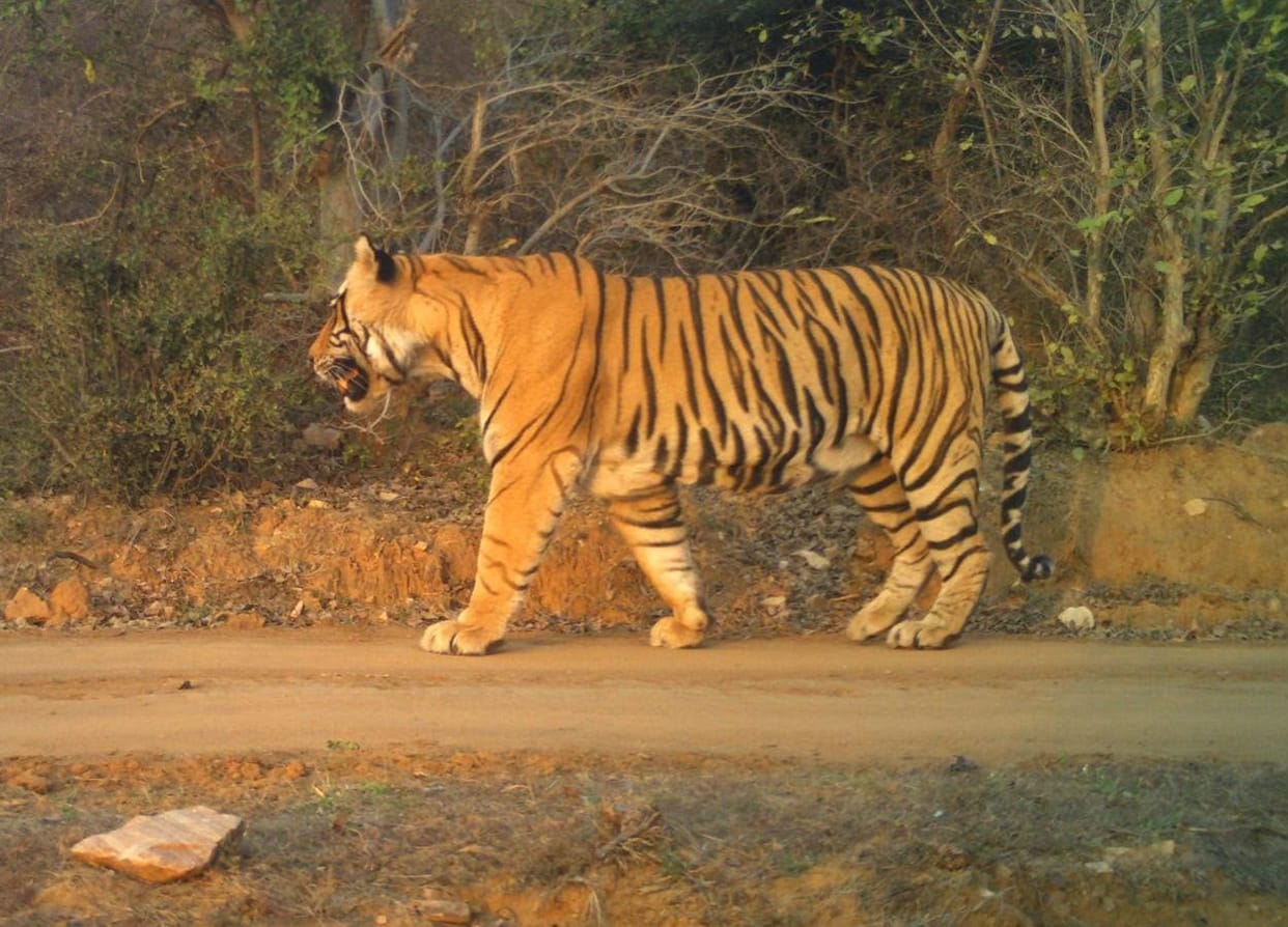 Injury marks found on the face of tiger T-108 in Ranthambore; clash with another male tiger suspected