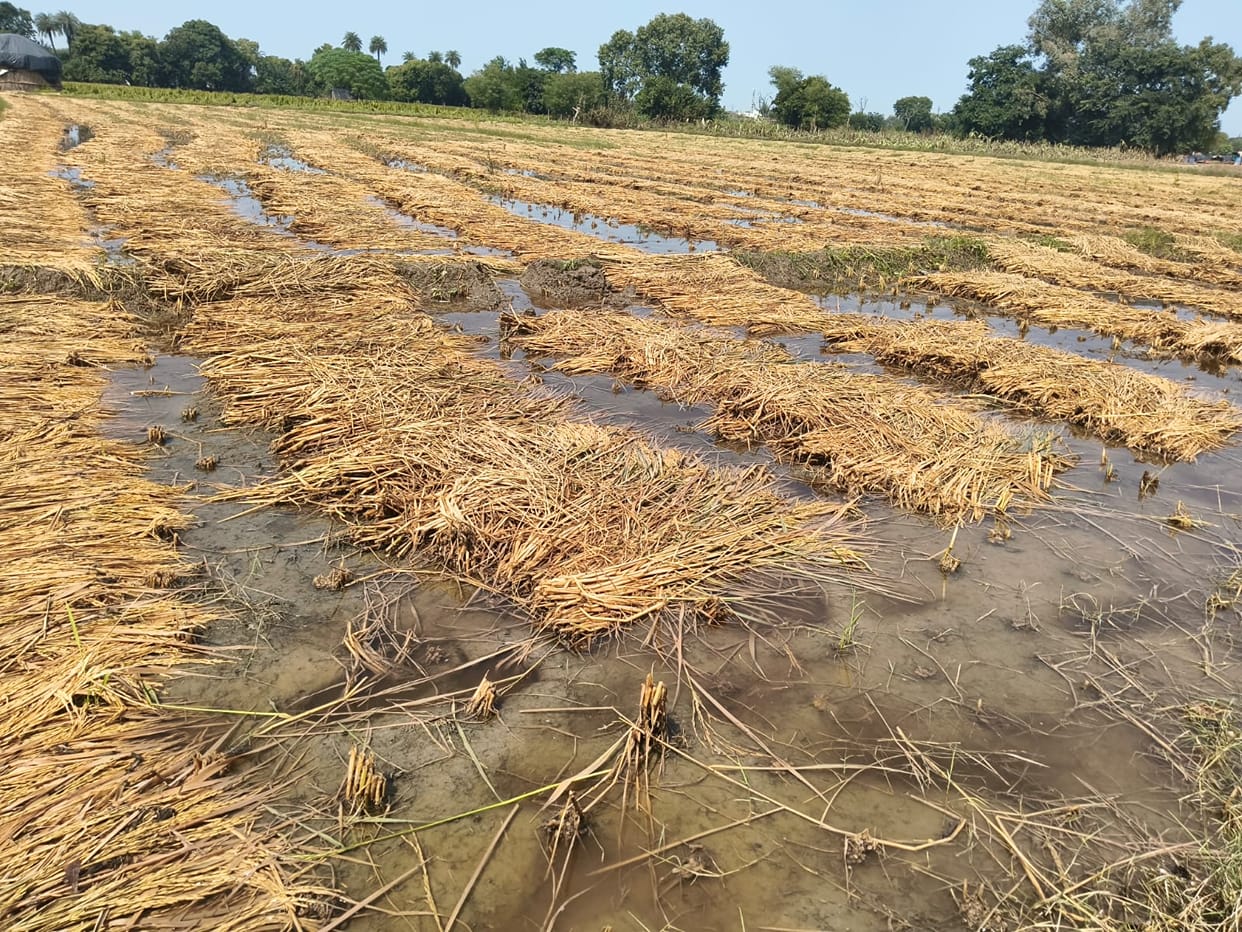 Rain undoes farmers' hard work; crops destroyed.