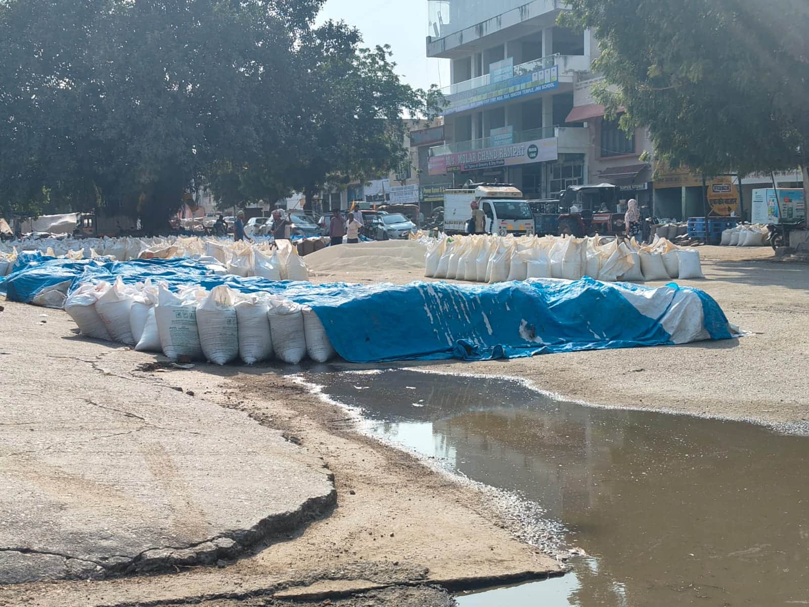 बारिश के बाद बाजरा के बैगों के नीचे जमा बारिश का पानी। संवाद