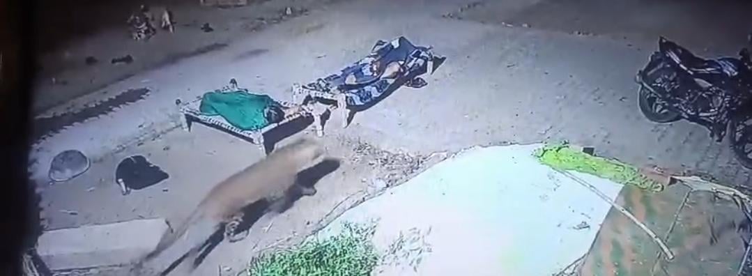 Family sleeping on a cot; leopard passed right by