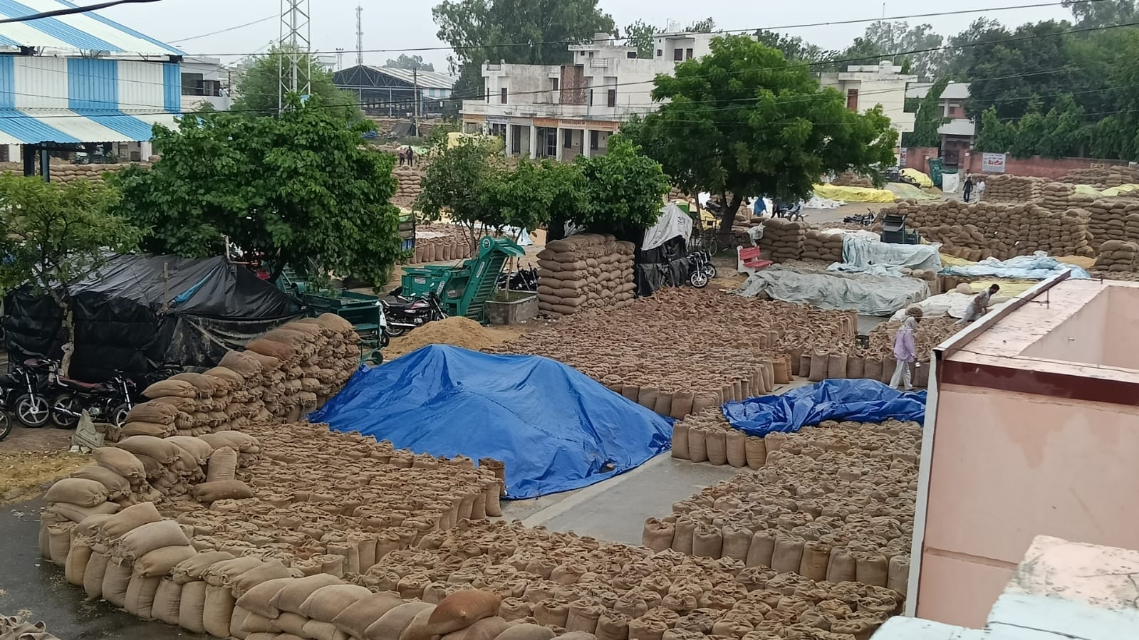 फोटो 19 नरवाना। बारिश आने के दौरान ढका धान। संवाद