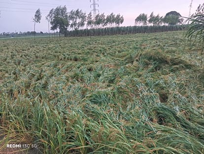 जलालाबाद क्षेत्र में बारिश व तूफान के कारण गिरी धान की फसल। संवाद
