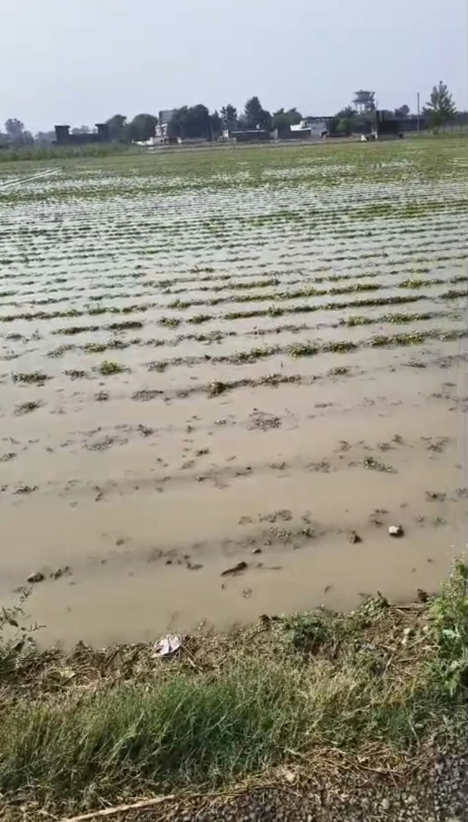 Meerut News: ओलावृष्टि से फसलों को नुकसान, 11 गांवों की बिजली गुल<bha>;</bha> पानी और चारे का संकट