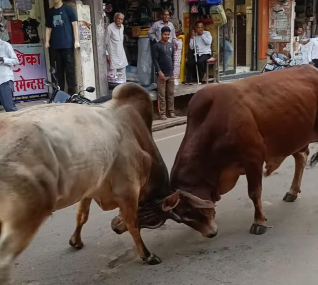 Agra News: गांधी चौक पर भिड़े दो गोवंश, राहगीरों और दुकानदारों में मची अफरा-तफरी