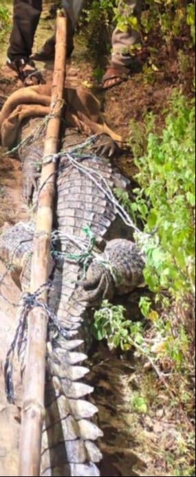 Mirzapur News: गोर्गी गांव में निकला 10 फीट लंबा मगरमच्छ