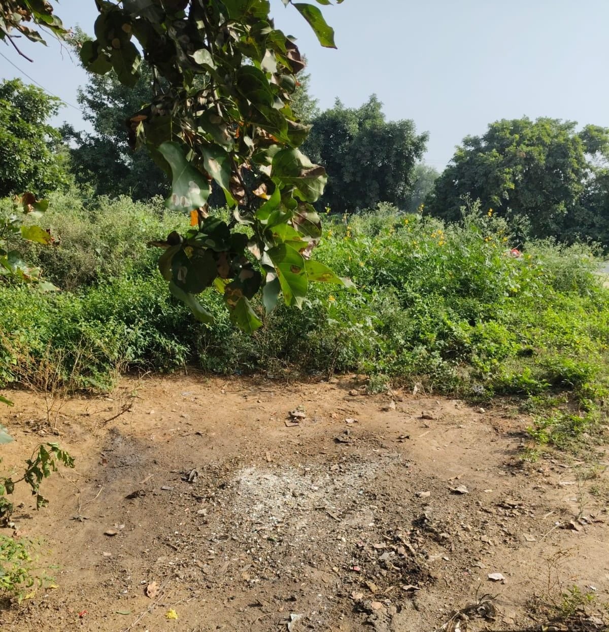 Noida News: ईटा-2 में झाड़ियों और गंदगी से लोग परेशान