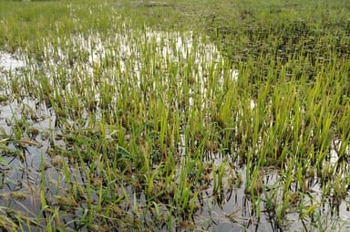 Basti News: कुआनो 12 दिन से खतरे के निशान से ऊपर, सड़ने लगी धान की फसल