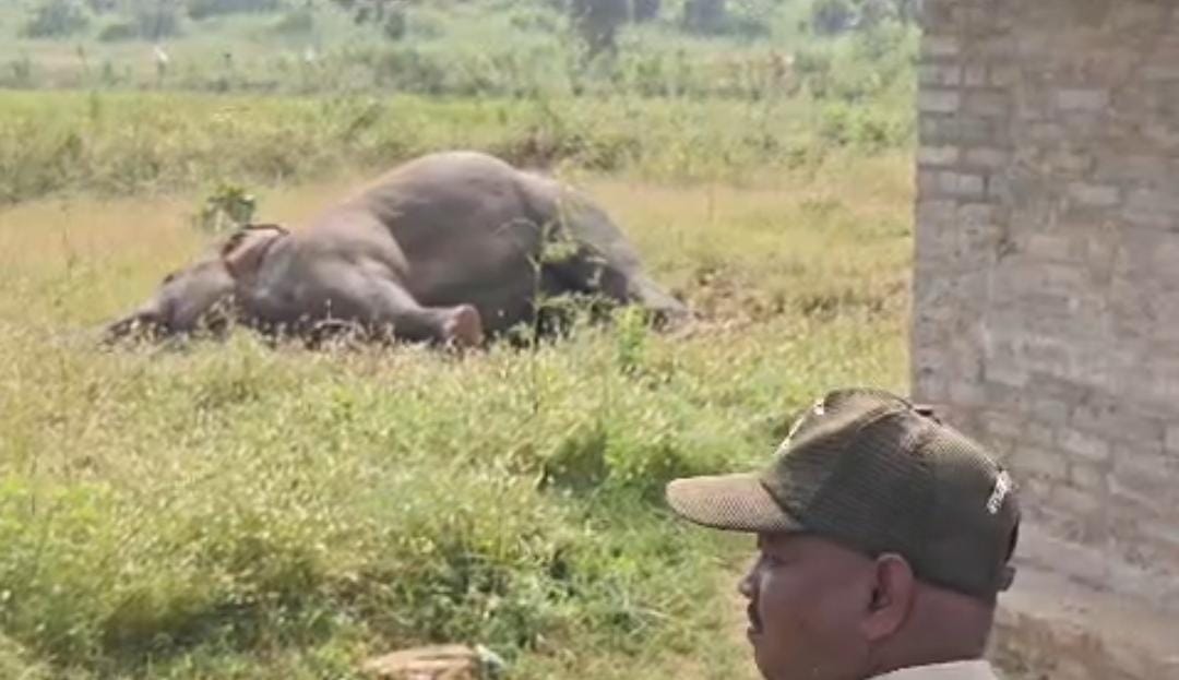 Shahdol: Male Elephant Dies of Electrocution in Farm, Borewell Area Under Scanner as Safety Concerns Rise