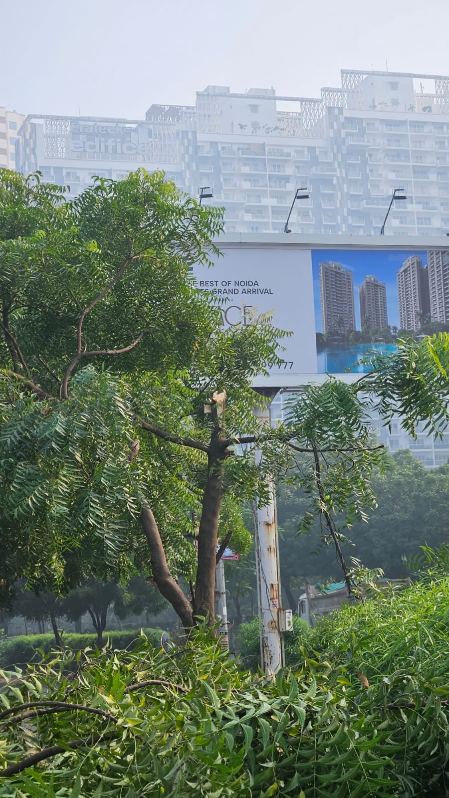 Noida News: नीम के पेड़ काटने का आरोप