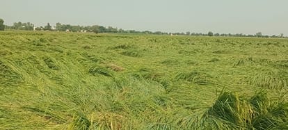 तेज हवा के कारण खेत में जमीन पर बिछी धान की फसल। संवाद
