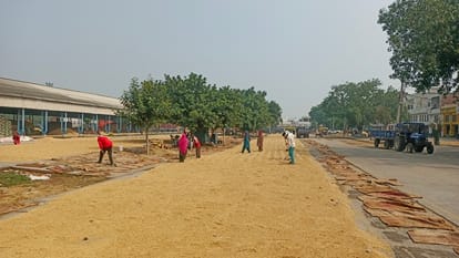 अनाज मंडी में धान फैलाते मजदूर। संवाद
