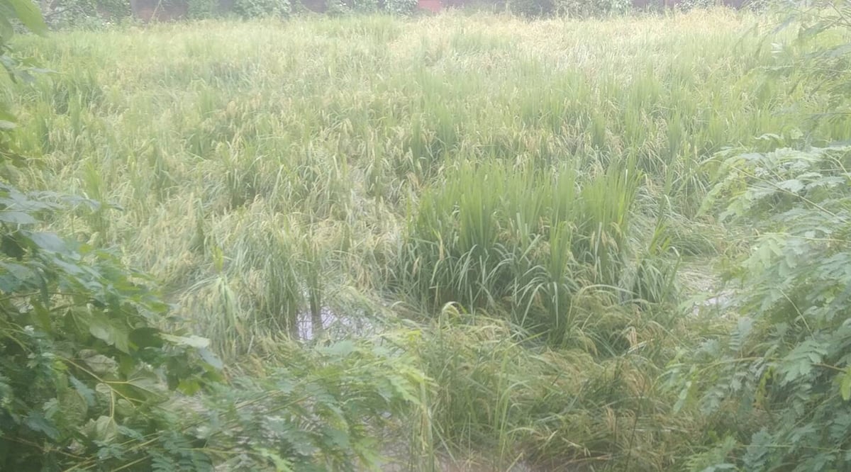 Lucknow News: किसानों के खाते में पहुंची राहत राशि, बीमा कंपनी का सर्वे अधूरा