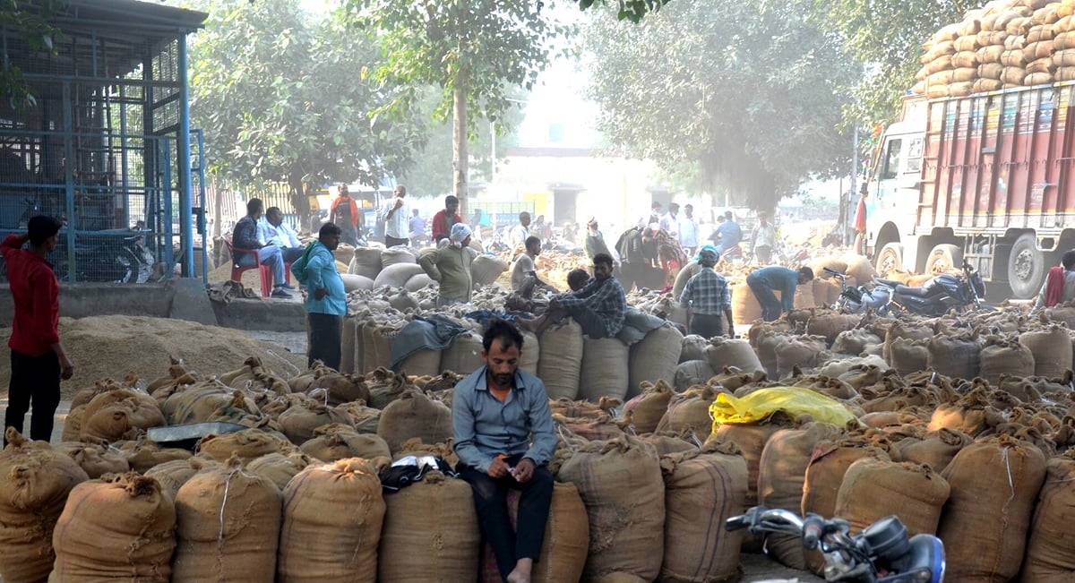Aligarh News: 80 से 160 रुपये प्रति क्विंटल बढ़े धान के दाम