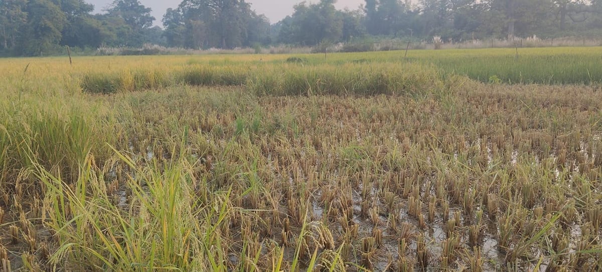 Bahraich News: बनकटी में हाथी ने बर्बाद की आठ बीघा फसल