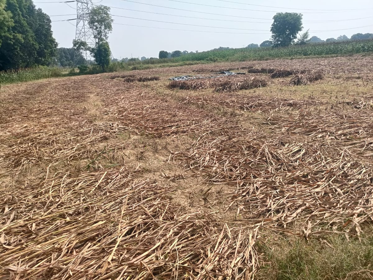 Auraiya News: सिर्फ मुट्ठी भर फसल का मुआवजा