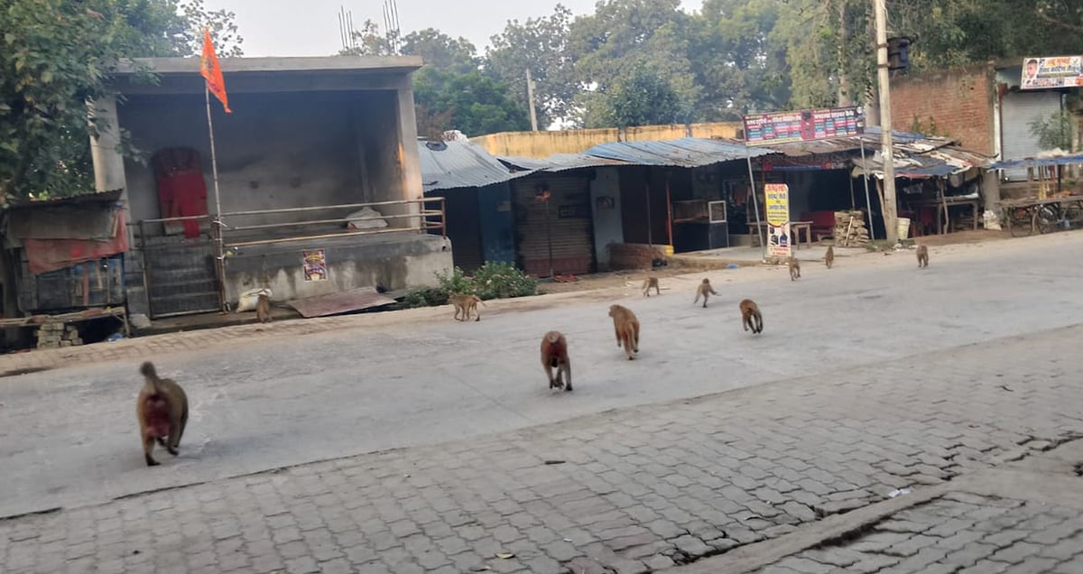 आगरा: बंदरों के दो गुटों में हुई भिड़ंत, दहशत में थम गए राहगीरों के कदम; सड़क पर लग गया जाम