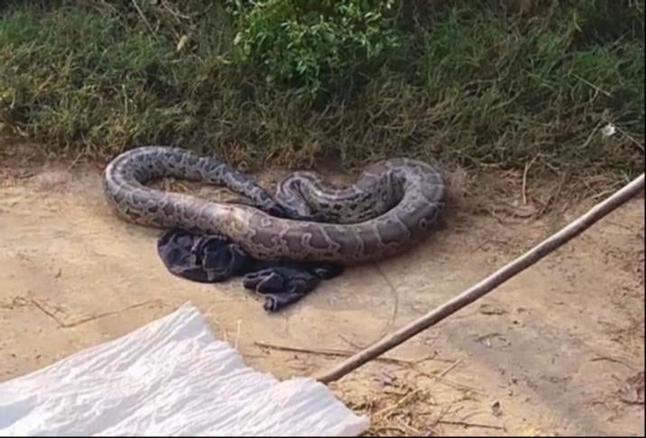 Balrampur News: सरयू नहर में मछली के जाल में फंसा छह फीट लंबा अजगर