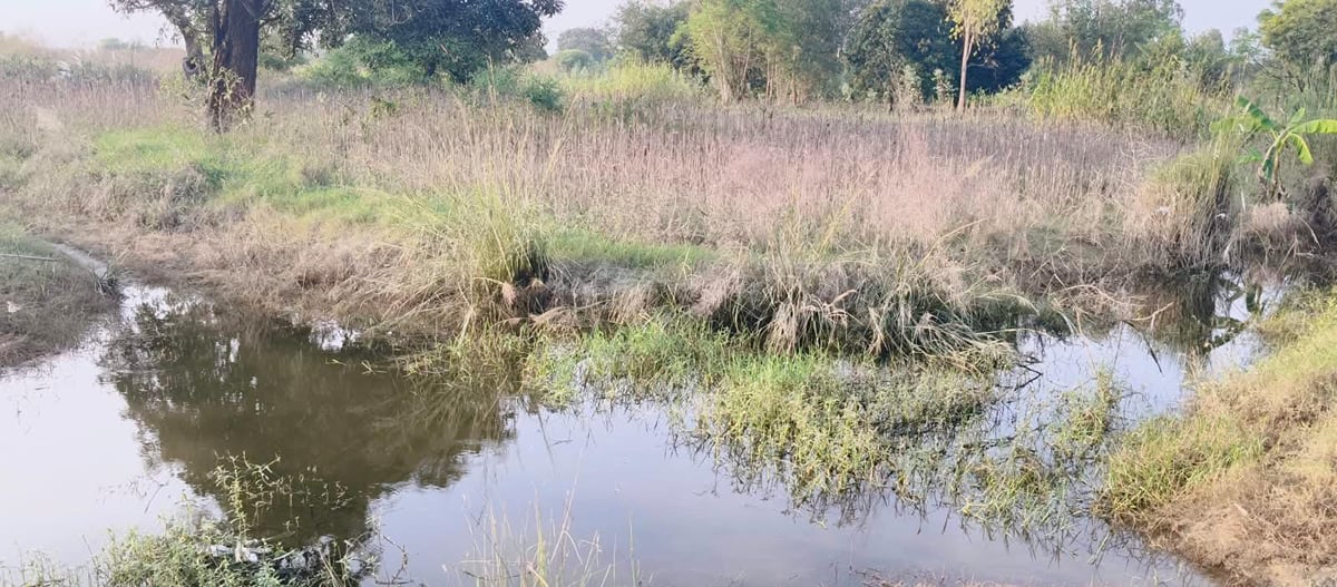 Hardoi News: बाढ़ के पानी से फसलें सड़ीं, वीरान हो गए खेत
