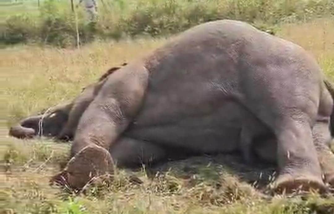 Shahdol: Two Booked After Elephant Dies from Electrocution, Illegal Farm Power Connection Suspected
