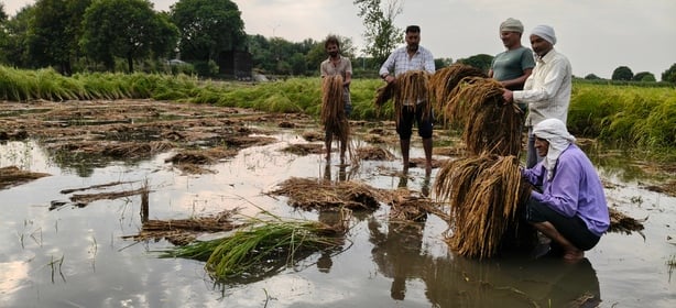 Paddy and vegetable crops submerged following 40 mm of rainfall; farmers' woes increase.