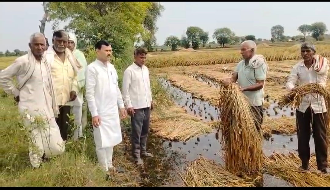 Agra News: बेमौसम बारिश से धान-बाजरा की फसल को भारी नुकसान, मुआवजे की मांग
