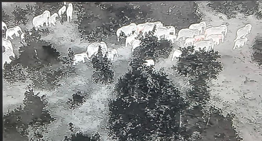A new herd of elephants has arrived; the presence of 30 elephants has sparked panic.