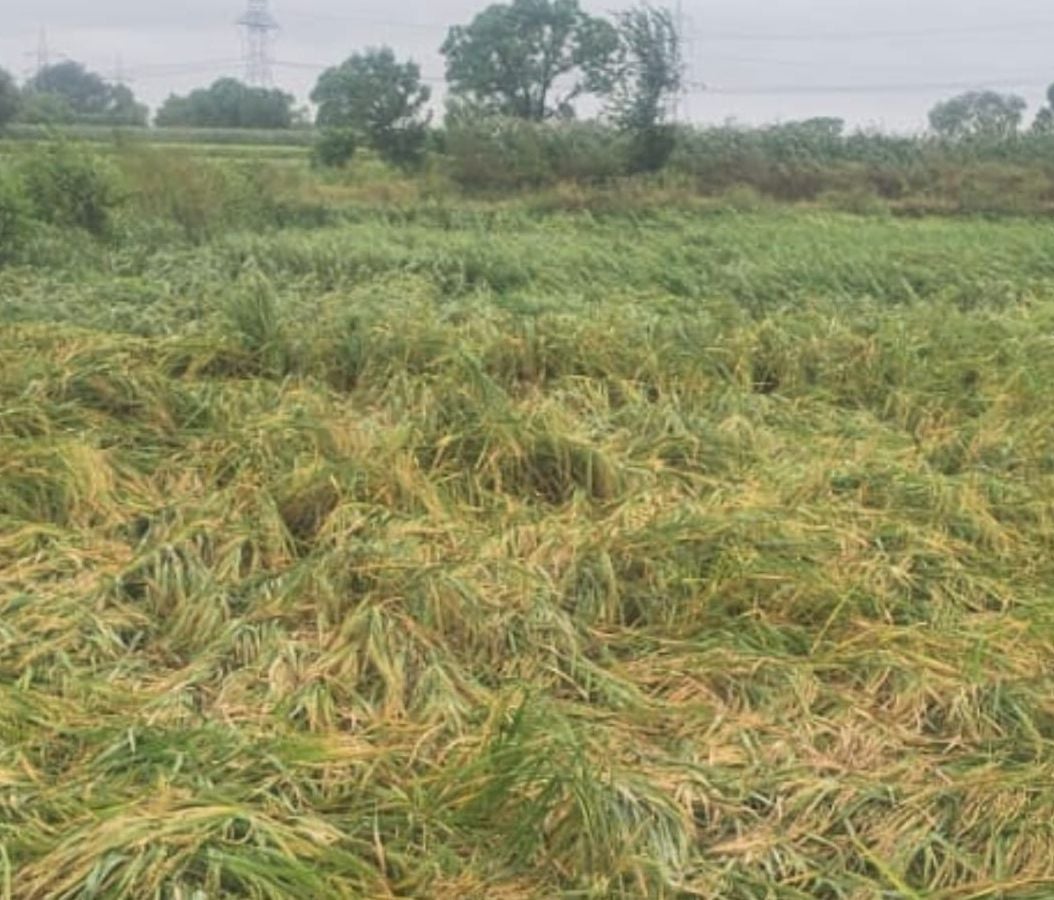 Kasganj News: खेत में कटी फसल, आसमान में बादल... किसान चिंतित