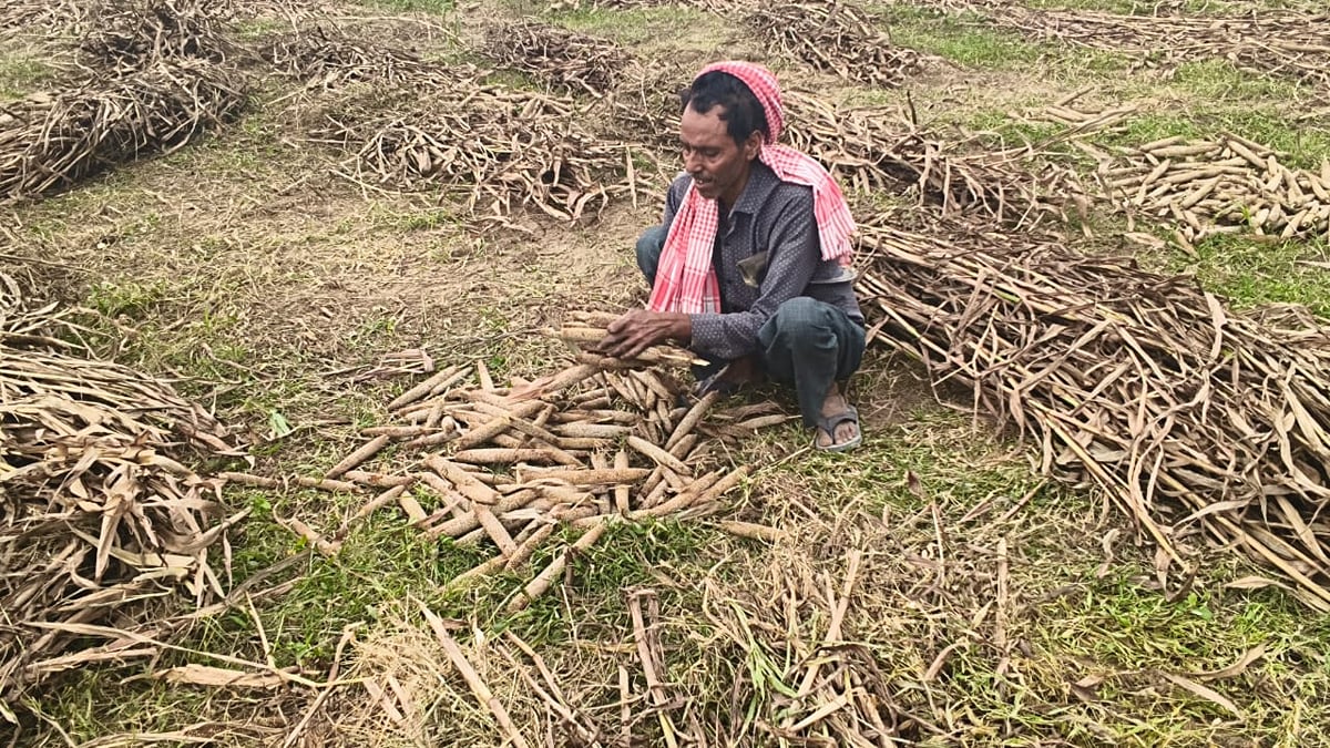 Auraiya News: बेमौसम बारिश ने फिर बिगाड़ी फसलों की सेहत
