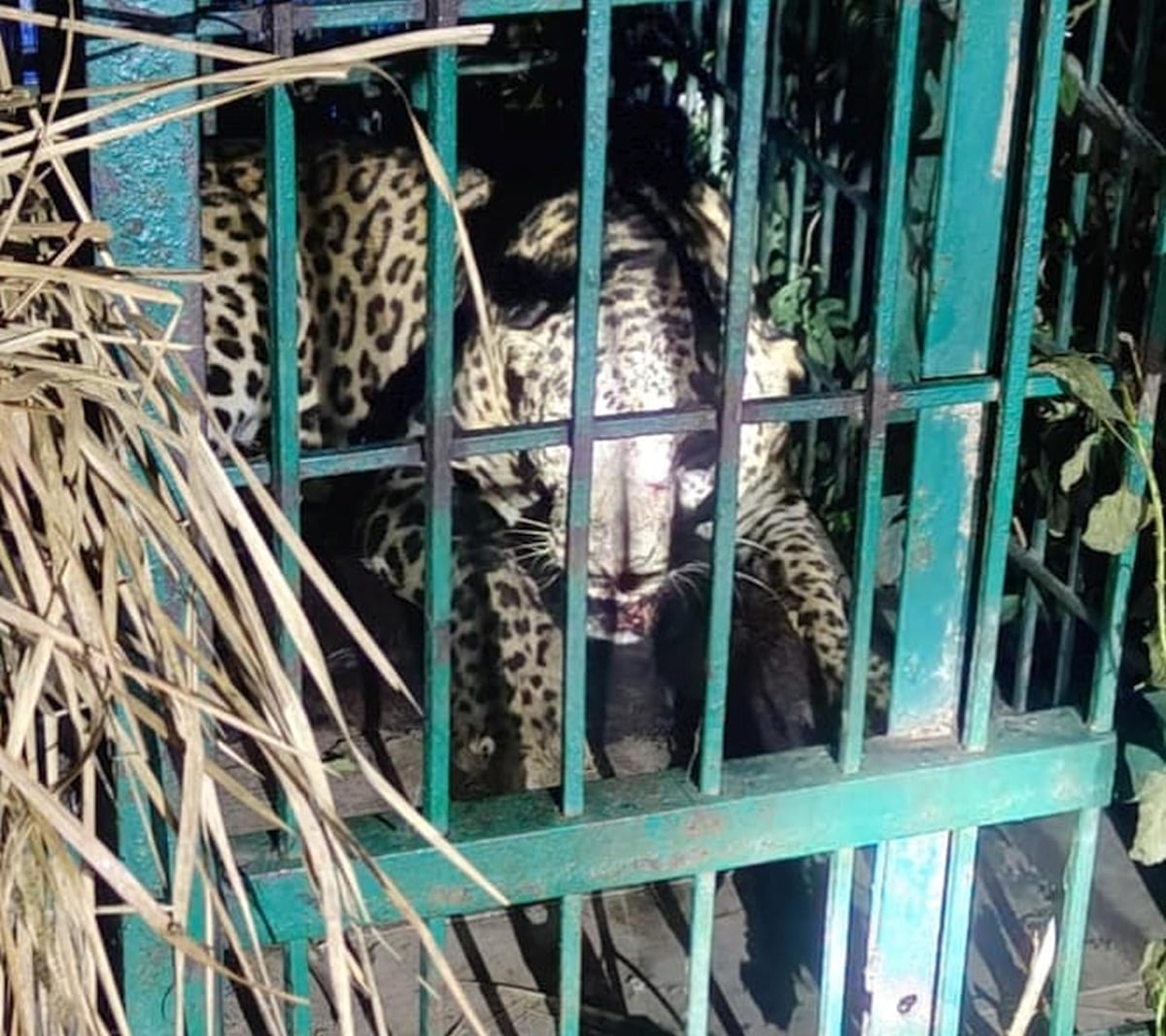Bahraich News: बड़खड़िया गांव में बालक की जान लेने वाला तेंदुआ पिंजरे में कैद