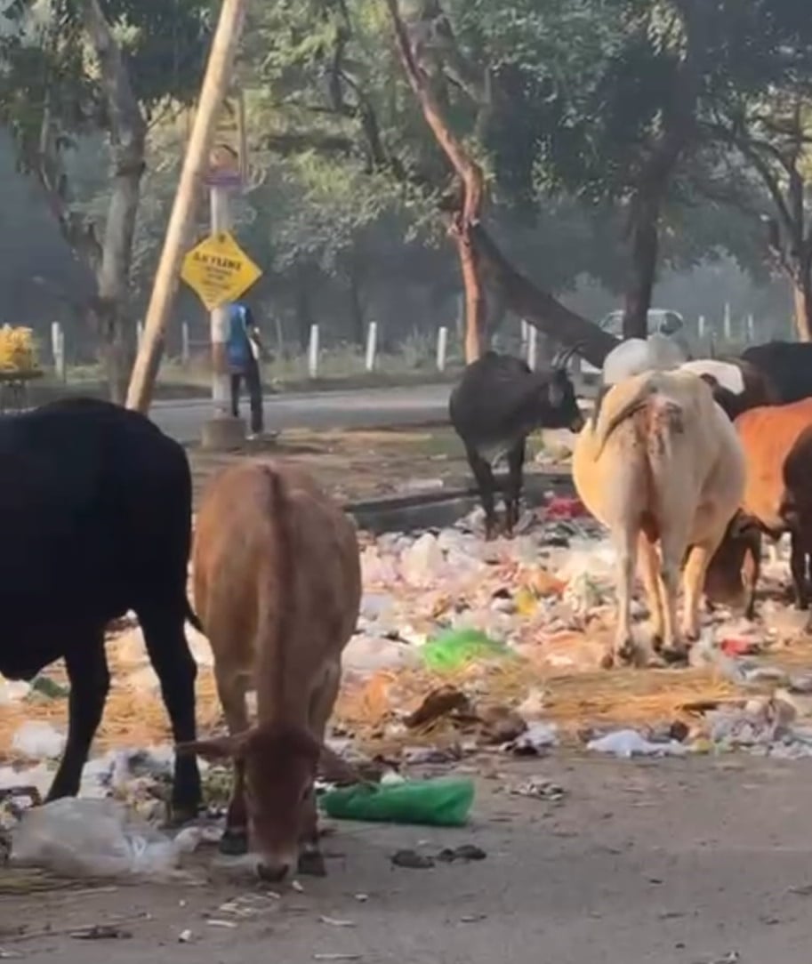 Noida News: कचरे में भोजन तलाश रहे लावारिस पशु