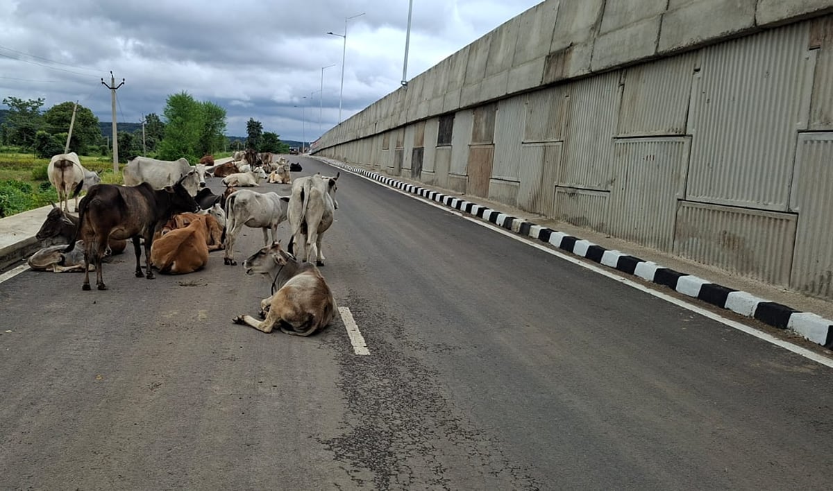 Lalitpur News: सड़कों पर छुट्टा गोवंश, वाहन चालकों की बढ़ा रहे परेशानी