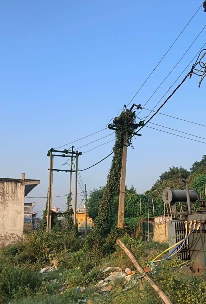 Meerut News: बाडम रोड पर बिजली के खंभे पर चढ़ी बेल, हादसे की आशंका