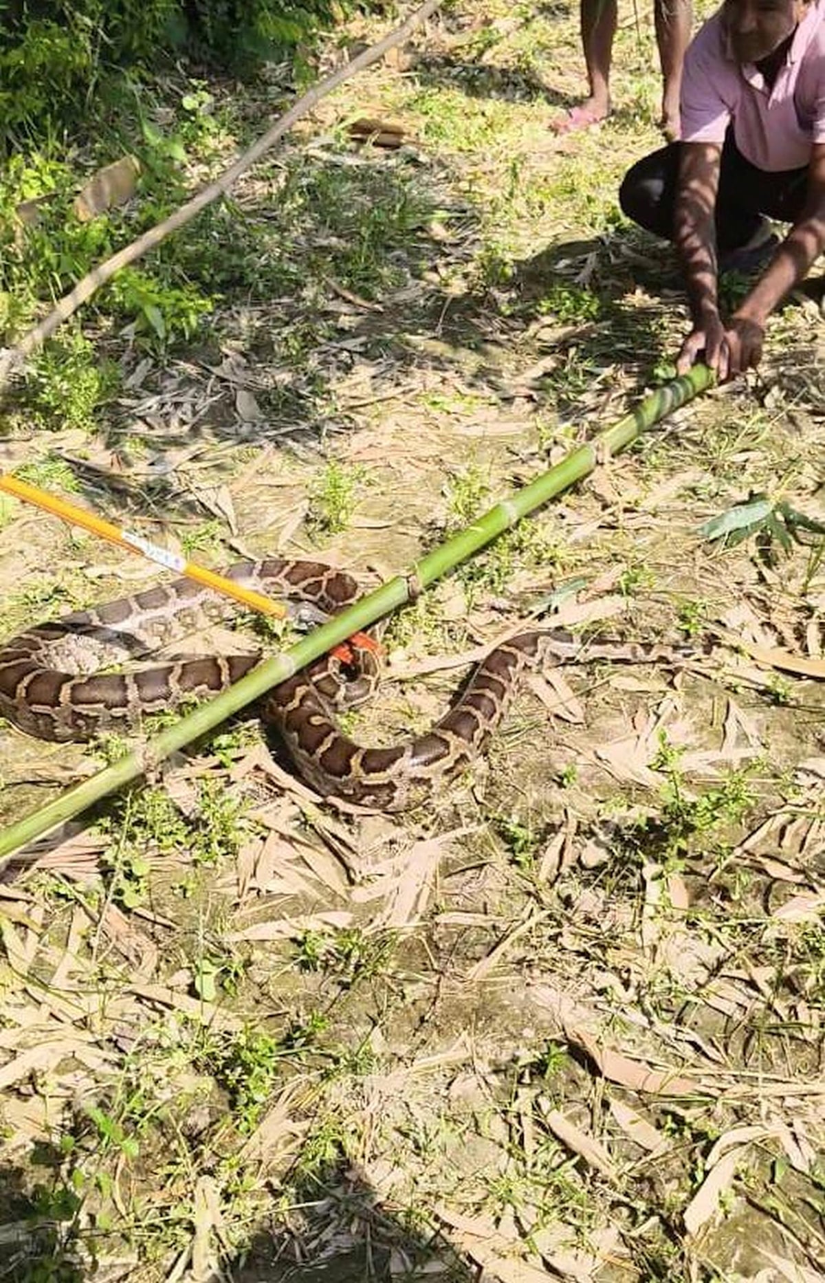 Bahraich News: टिकोरा व बनकटी में मिले अजगर, रेस्क्यू कर जंगल में छोड़ा
