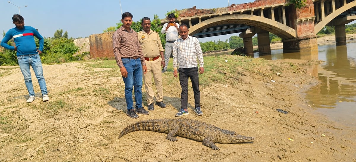 Shahjahanpur News: खेत में मगरमच्छ दिखने से ग्रामीणों में मची खलबली