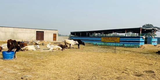 Budaun News: धौरेरा व हुसैनपुर पुख्ता में शिफ्ट होंगे दहेमू अब्दुल्लागंज समेत बरसुआ के गोआश्रय