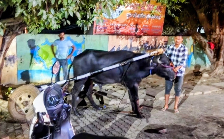 Runaway buffalo-cart rams into sub-inspector's car